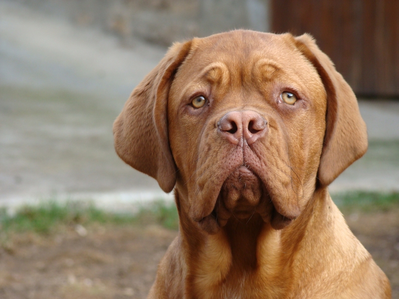 Ekla Du regard de breizh