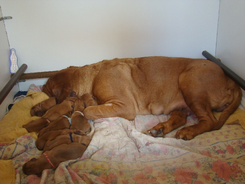 Des seigneurs des balkans - Dogue de Bordeaux - Portée née le 19/05/2012